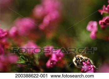 Stock Photography - bee pollinating 
pink mountain 
eather (phyllodoce 
empetriformis). 
fotosearch - search 
stock photos, 
pictures, images, 
and photo clipart
