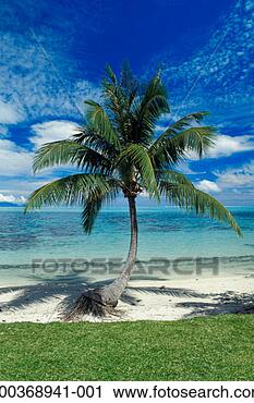 Stock Photography - bora bora, coconut 
palm tree on beach. 
fotosearch - search 
stock photos, 
pictures, images, 
and photo clipart