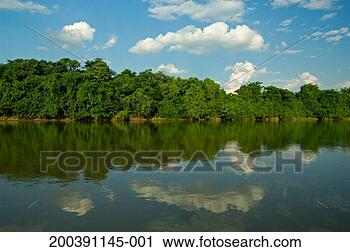 Stock Photography - brazil, pantanal, 
picurui river 
and tropical forest. 
fotosearch - search 
stock photos, 
pictures, images, 
and photo clipart