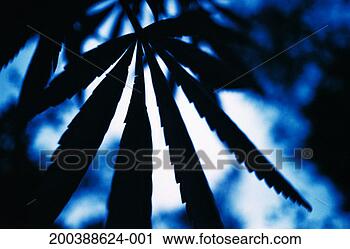 Stock Photography - cannabis leaf 
(cannabis sativa) 
close-up. fotosearch 
- search stock 
photos, pictures, 
images, and photo 
clipart