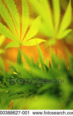Stock Photography - cannabis leaves 
(cannabis sativa) 
close-up. fotosearch 
- search stock 
photos, pictures, 
images, and photo 
clipart