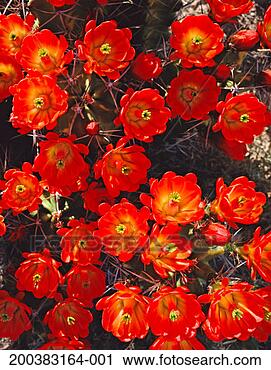 Stock Photography - claret cup cactus 
(echinocereus 
triglochidiatus) 
in bloom, close-up. 
fotosearch - search 
stock photos, 
pictures, images, 
and photo clipart
