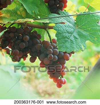 Stock Photography - france, alsace, 
gewurztraminer 
grapes. fotosearch 
- search stock 
photos, pictures, 
images, and photo 
clipart