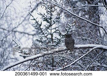 Stock Photography - great horned owl 
(bubo virginianus) 
perching on snow-covered 
branch. fotosearch 
- search stock 
photos, pictures, 
images, and photo 
clipart