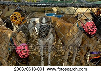 Stock Photography - greyhounds wearing 
muzzles behind 
chainlink fence. 
fotosearch - search 
stock photos, 
pictures, images, 
and photo clipart
