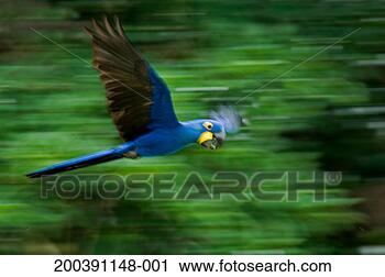 Stock Photography - hyacinth macaw 
(anodorhynchus 
hyacinthinus) 
in flight (blurred 
motion). fotosearch 
- search stock 
photos, pictures, 
images, and photo 
clipart