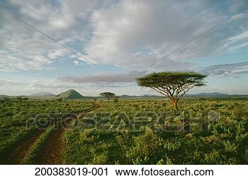 Stock Photography - kenya, samburu 
national park, 
dirt road and 
acacia trees. 
fotosearch - search 
stock photos, 
pictures, images, 
and photo clipart