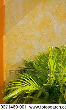 Stock Photography - mexico, yucatan, 
quintana roo, 
cozumel, palm 
beside stucco 
wall. fotosearch 
- search stock 
photos, pictures, 
images, and photo 
clipart
