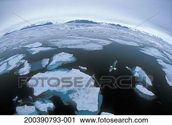 Stock Photography - norwegian arctic 
svalbard, spitsbergen, 
pack ice with 
flying seagull. 
fotosearch - search 
stock photos, 
pictures, images, 
and photo clipart