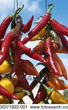 Stock Photography - red, yellow and 
orange chillies 
hanging on string 
at market, close-up. 
fotosearch - search 
stock photos, 
pictures, images, 
and photo clipart