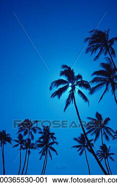 Stock Photography - silhouette of 
palm trees, night, 
low angle view. 
fotosearch - search 
stock photos, 
pictures, images, 
and photo clipart