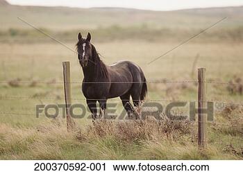 Stock Photography - stallion standing 
beside barbed 
wire fence in 
pasture. fotosearch 
- search stock 
photos, pictures, 
images, and photo 
clipart