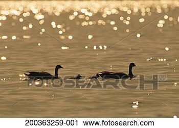 Stock Photography - two canada geese 
(branta canadensis) 
with goslings 
on lake, sunset. 
fotosearch - search 
stock photos, 
pictures, images, 
and photo clipart