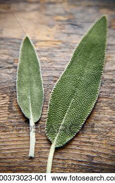 Stock Photography - two sage leaves 
on wood plank, 
elevated view 
(focus on leaves). 
fotosearch - search 
stock photos, 
pictures, images, 
and photo clipart