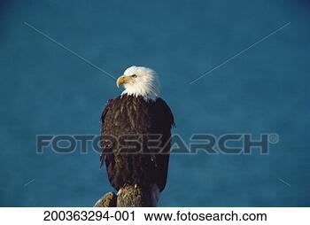 Stock Photography - usa, alaska, bald 
eagle (haliaeetus 
leucocephalus). 
fotosearch - search 
stock photos, 
pictures, images, 
and photo clipart