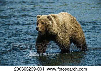 Stock Photography - usa, alaska, brown 
bear (ursus arctos) 
crossing mcneil 
river. fotosearch 
- search stock 
photos, pictures, 
images, and photo 
clipart