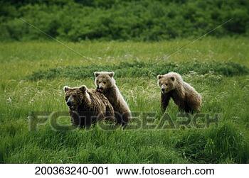 Stock Photography - usa, alaska, brown 
bear (ursus arctos) 
and two cubs in 
field. fotosearch 
- search stock 
photos, pictures, 
images, and photo 
clipart