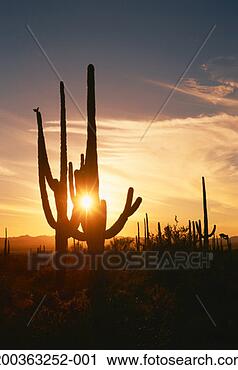 Stock Photography - usa, arizona, 
saguaro national 
monument, silhouette 
of saguaro, sunset. 
fotosearch - search 
stock photos, 
pictures, images, 
and photo clipart