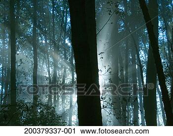 Stock Photography - usa, oregon, portland, 
silhouette of 
trees in forest 
at sunrise. fotosearch 
- search stock 
photos, pictures, 
images, and photo 
clipart