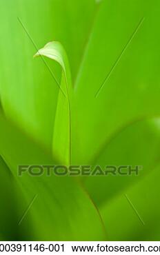 Stock Photography - yucca plant, close-up. 
fotosearch - search 
stock photos, 
pictures, images, 
and photo clipart