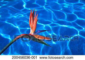 Stock Photography - bird of paradise 
(strelitzia reginae) 
blossoms over 
pool, close-up. 
fotosearch - search 
stock photos, 
pictures, images, 
and photo clipart