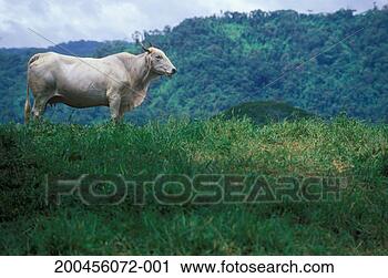Stock Photography - costa rica, guancaste 
province, nicoya 
peninsula, brahman 
cattle. fotosearch 
- search stock 
photos, pictures, 
images, and photo 
clipart