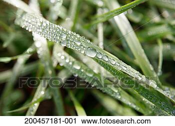 Stock Photography - dew on blades 
of grass, close-up. 
fotosearch - search 
stock photos, 
pictures, images, 
and photo clipart