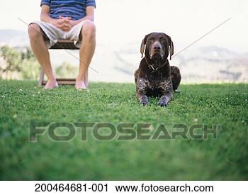 Stock Photography - german shorthaired 
pointer dog on 
grass by man sitting 
on chair. fotosearch 
- search stock 
photos, pictures, 
images, and photo 
clipart