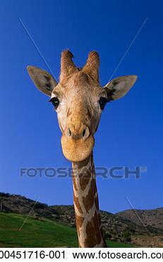 Stock Photography - giraffes head 
close-up, outdoors. 
fotosearch - search 
stock photos, 
pictures, images, 
and photo clipart