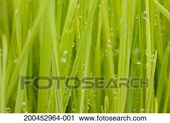 Stock Photography - grass with dew, 
close-up. fotosearch 
- search stock 
photos, pictures, 
images, and photo 
clipart