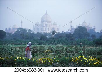 Stock Photography - india, uttar pradesh, 
agra, taj mahal, 
farmer in foreground. 
fotosearch - search 
stock photos, 
pictures, images, 
and photo clipart