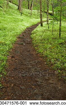 Stock Photography - phacelia wildflowers 
(phacelia fimbriata) 
and path in forest, 
spring. fotosearch 
- search stock 
photos, pictures, 
images, and photo 
clipart
