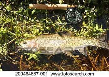 Stock Photography - rainbow trout 
(oncorhynchus 
mykiss) and fly 
fishing rod lying 
on grass. fotosearch 
- search stock 
photos, pictures, 
images, and photo 
clipart