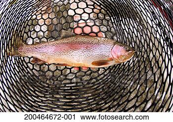 Stock Photography - rainbow trout 
(oncorhynchus 
mykiss) in net, 
close-up. fotosearch 
- search stock 
photos, pictures, 
images, and photo 
clipart
