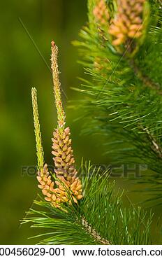 Stock Photography - scotch pine (pinus 
sylvestris) tips, 
close-up. fotosearch 
- search stock 
photos, pictures, 
images, and photo 
clipart