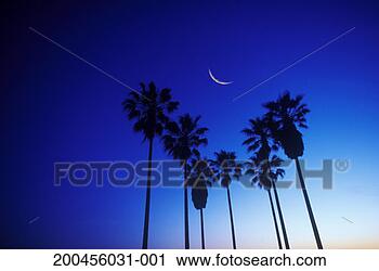 Stock Photography - silhouette of 
palm trees and 
cresent moon, 
dusk (digital 
composite). fotosearch 
- search stock 
photos, pictures, 
images, and photo 
clipart