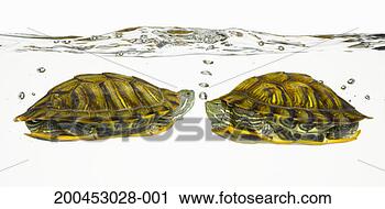 Stock Photography - two red eared 
slider turtles 
face to face, 
under water, side 
view. fotosearch 
- search stock 
photos, pictures, 
images, and photo 
clipart