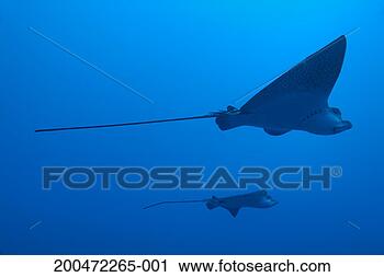 Stock Photography - two swimming spotted 
eagle rays (aetobatus 
narinari), underwater 
view. fotosearch 
- search stock 
photos, pictures, 
images, and photo 
clipart
