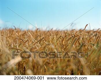 Stock Photography - wheat field, close-up, 
differential focus. 
fotosearch - search 
stock photos, 
pictures, images, 
and photo clipart