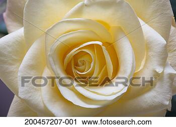 Stock Photography - white rose (rosa 
sp), close-up. 
fotosearch - search 
stock photos, 
pictures, images, 
and photo clipart