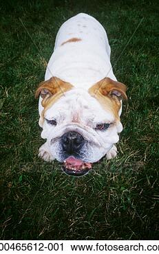 Stock Photography - bulldog standing 
on grass, elevated 
view. fotosearch 
- search stock 
photos, pictures, 
images, and photo 
clipart