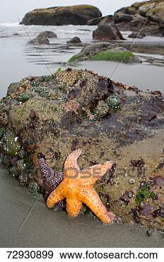 Stock Photograph - ochre sea star 
(pisaster ochraeceus) 
exposed on beach 
at low tide. fotosearch 
- search stock 
photos, pictures, 
images, and photo 
clipart