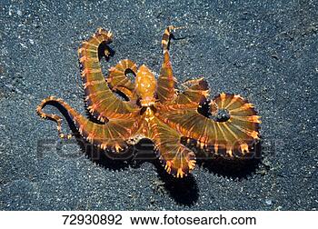 Stock Photo - octopus. fotosearch 
- search stock 
photos, pictures, 
images, and photo 
clipart