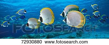 Stock Photography - panda butterflyfish 
(chaetodon adiergastos) 
swimming over 
coral reef. fotosearch 
- search stock 
photos, pictures, 
images, and photo 
clipart
