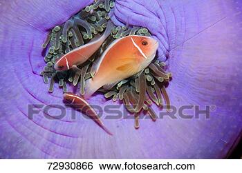 Stock Photo - pink anemonefish 
(amphiprion perideraion) 
with half closed 
anemone. fotosearch 
- search stock 
photos, pictures, 
images, and photo 
clipart