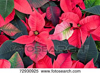 Stock Image - poinsettia, close-up. 
fotosearch - search 
stock photos, 
pictures, images, 
and photo clipart