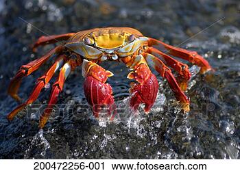 Stock Photography - sally lightfoot 
crab (grapsus 
grapsus), in water, 
close-up. fotosearch 
- search stock 
photos, pictures, 
images, and photo 
clipart