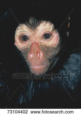 Stock Photo - spider monkey 
(ateles paniscus), 
close-up. fotosearch 
- search stock 
photos, pictures, 
images, and photo 
clipart