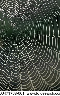 Stock Photography - spiders web, drops 
of dew, dawn, 
close-up. fotosearch 
- search stock 
photos, pictures, 
images, and photo 
clipart