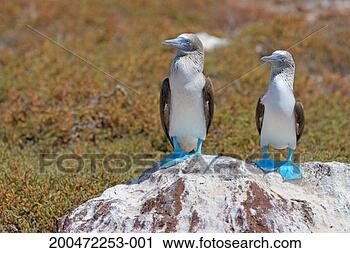Stock Photography - two blue-footed 
boobies (sula 
nebouxii) on a 
rock, close-up. 
fotosearch - search 
stock photos, 
pictures, images, 
and photo clipart